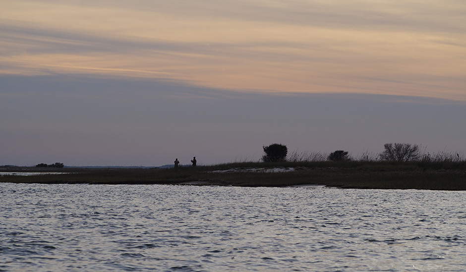 Shorebird counts at sunrise