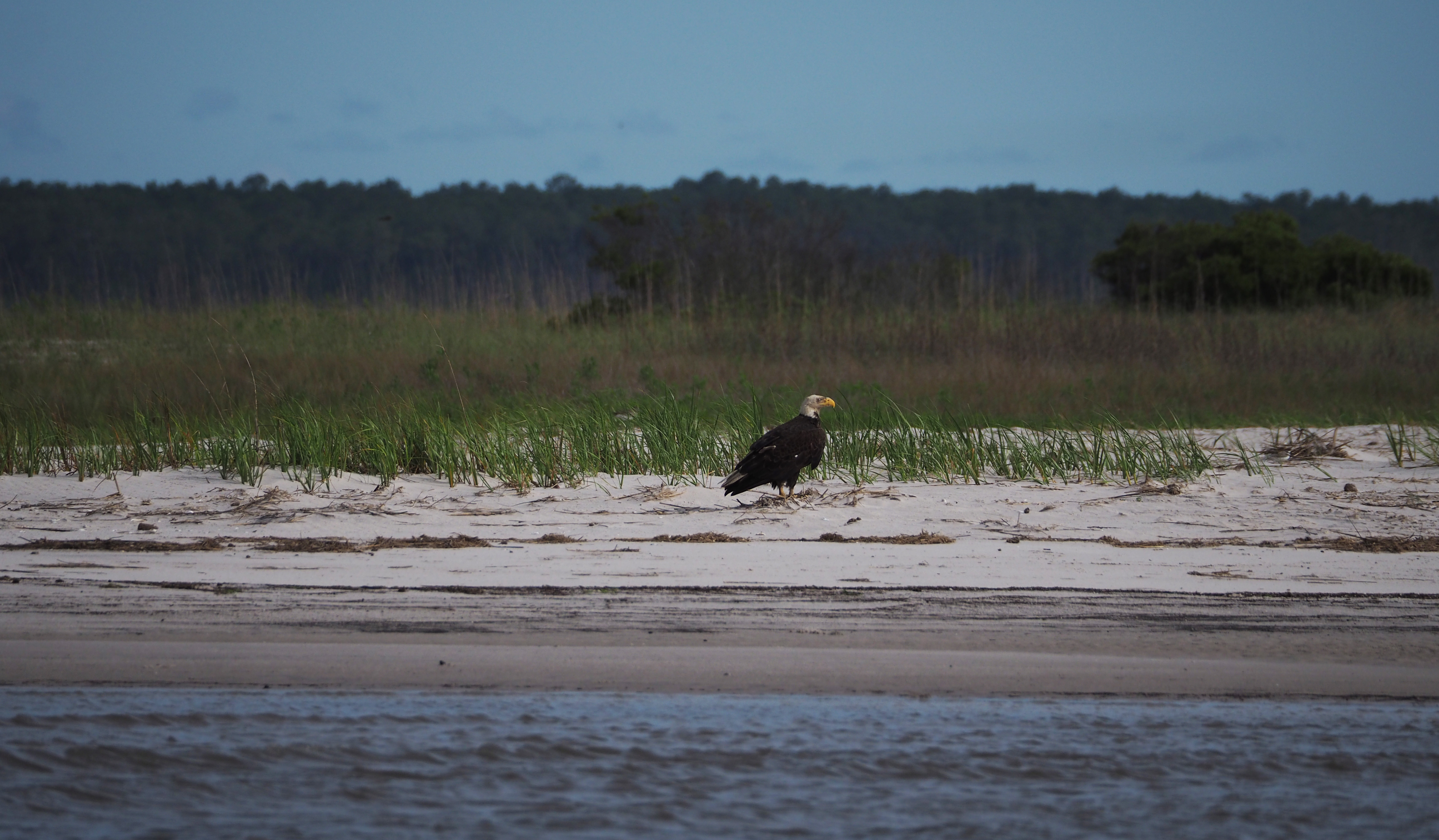 Our shorebird counts are sometimes disrupted, such as when this eagle decided to visit the beach in the middle of our count.