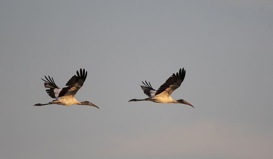 ibis gallery