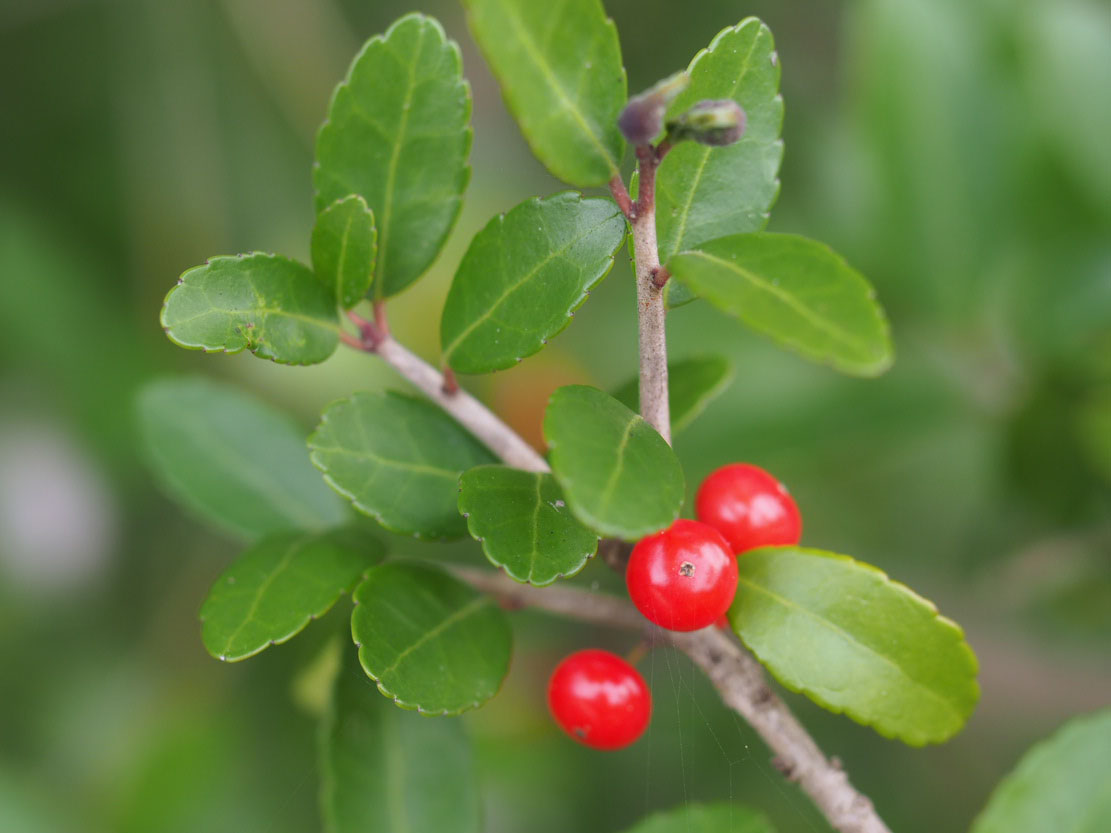 Yaupon holly plant berries