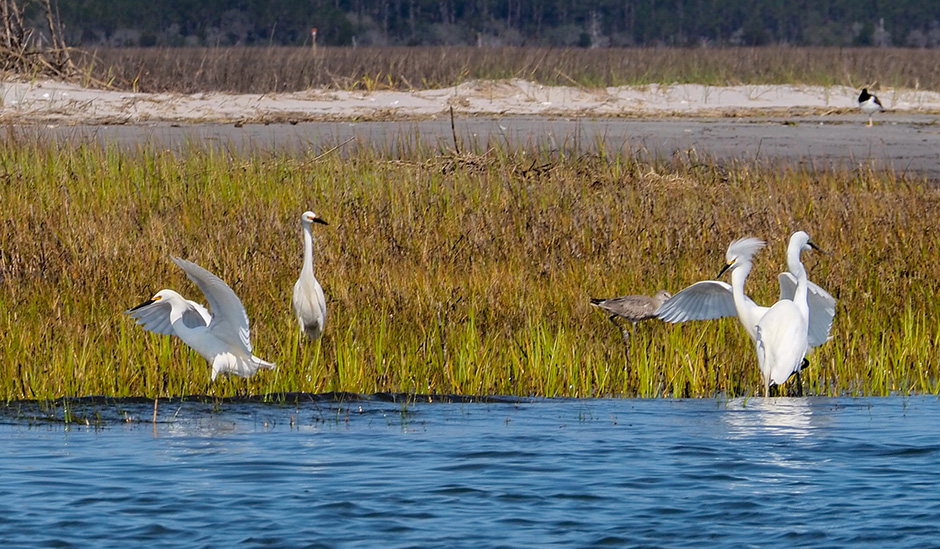 Snowy egrets disagree at Bosun's Point
