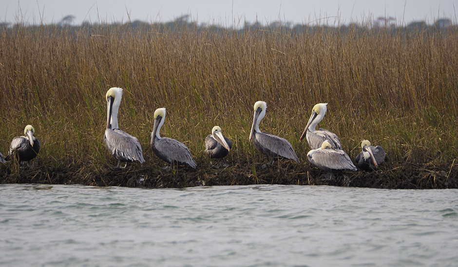 Brown pelicans at Bosun's Point
