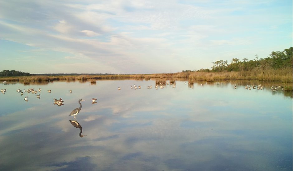 Causeway birds