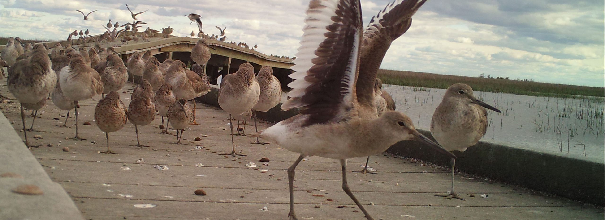 Willet at the education boardwalk