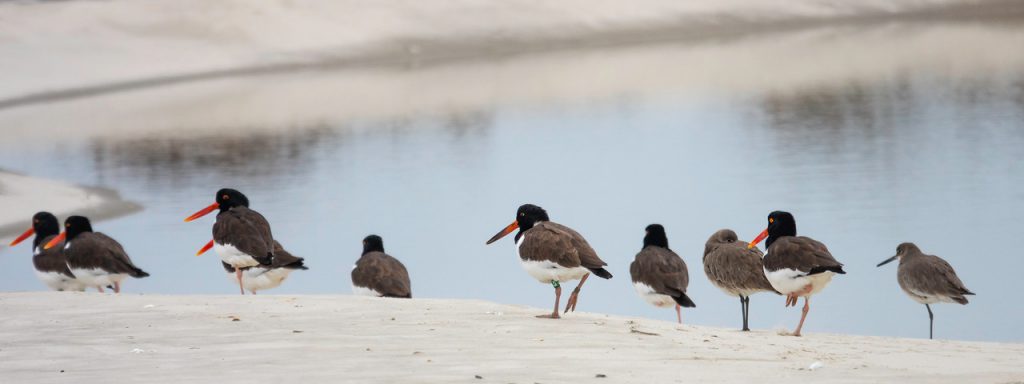 American Oystercatchers on North Island, South Carolina