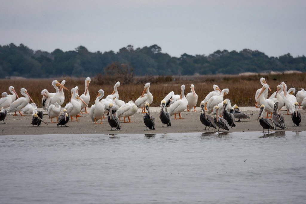 White and Brown Pelicans in North Inlet