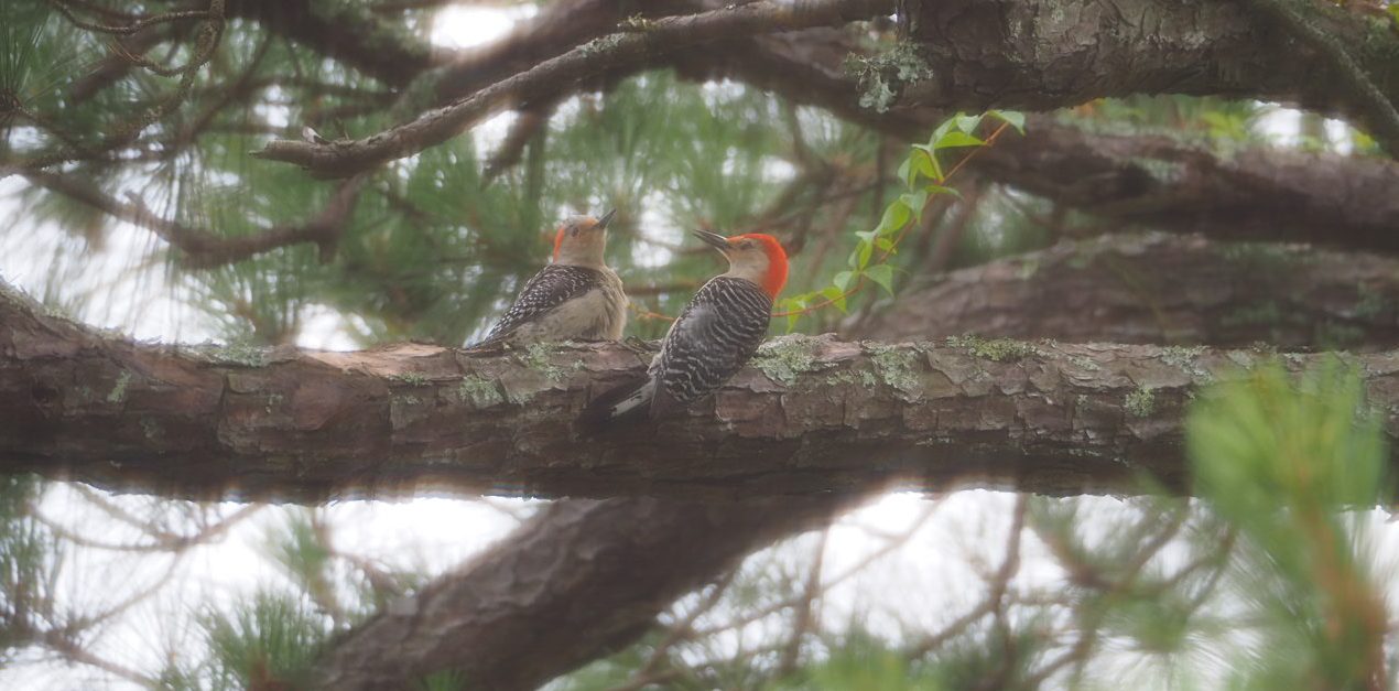A red-bellied woodpecker pair raised two chicks in our tree last year.