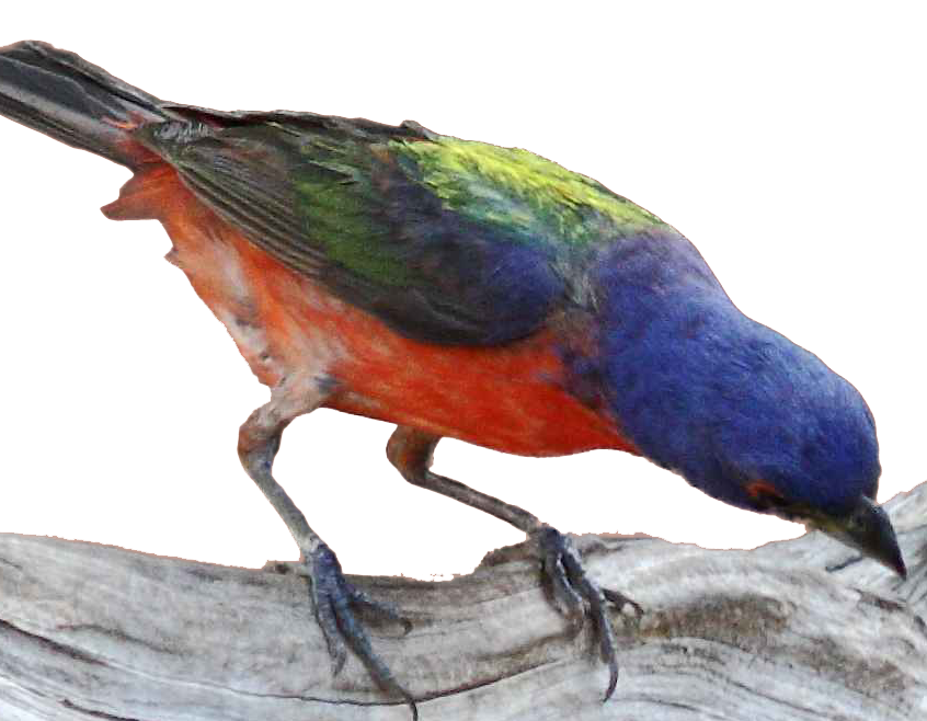 Volunteer North InletWinyah Bay