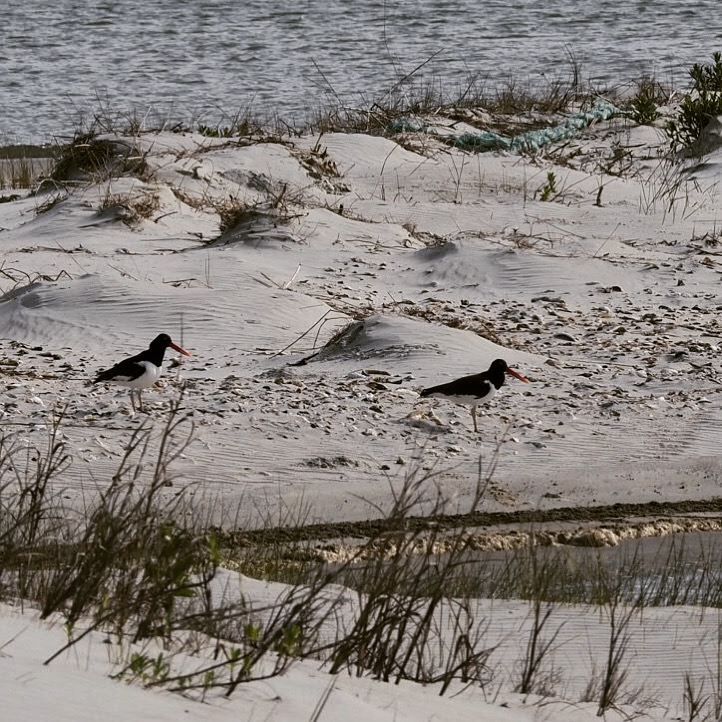 Two American Oystercatchers on the dunes