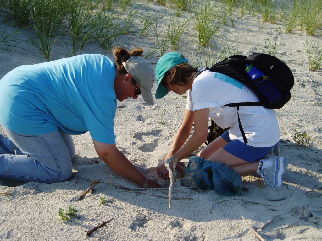 Volunteers remove invasive beach vitex plants from a dune on North Island.