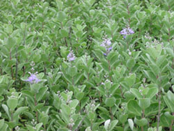 A large stand of beach vitex plant on a dune