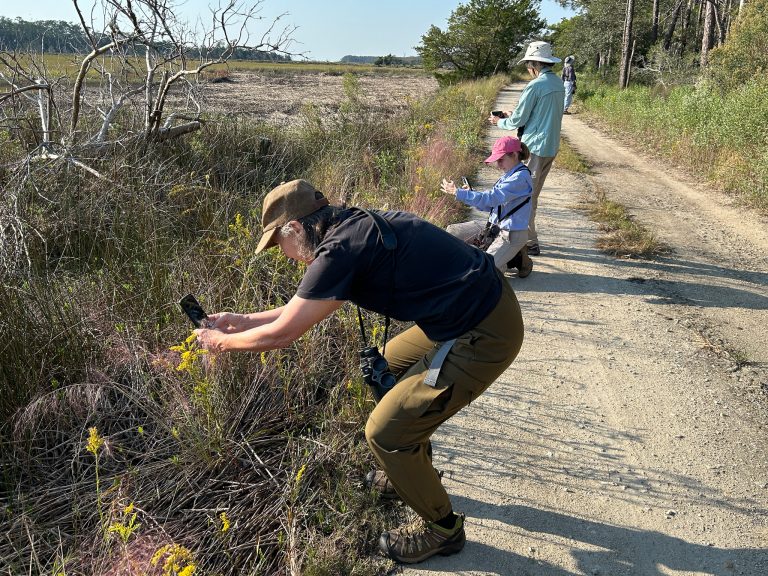 Volunteers record observations of species using their phone cameras.