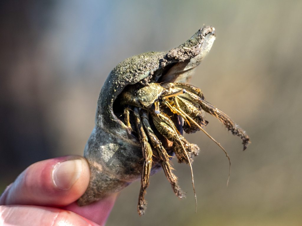 Person holding a hermit crab.